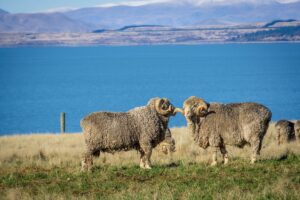 YARN NZ メリノウール ニュージーランド 羊 ZQメリノ